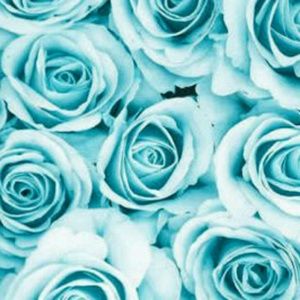 Meet your Posher, Deidre